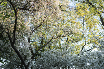 Fototapeta premium White and green tree in summer