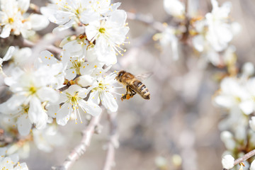 Close up of bee collecting a nectar from flowering blackthorn (prunus spinosa) in early spring