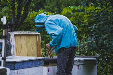 beekeeper inspects the frame with the queen cells on the apiary in the evening in the rays of the setting sun. 