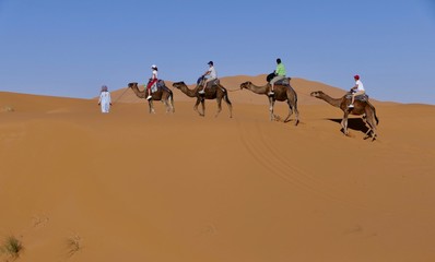 Caravan with camels on sand dune before desert landscape in Sahara during midday sun, Morocco, Africa