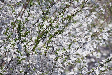 spring floral texture of rich white inflorescence of sour cherry shine in bright sun rays, direct April spring sunshine in a farm garden, beauty of nature background concept postcard