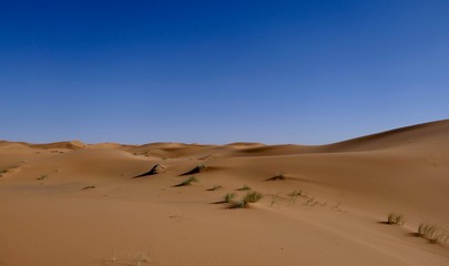 Fototapeta na wymiar Sand dune with desert plants and interesting shades before desert landscape in Sahara during midday sun, Morocco, Africa