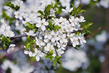 fresh white inflorescence of sour cherry in rich bloom enjoy direct April spring sunshine in a farm garden, blurred dark colorful texture in background