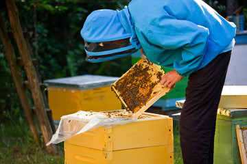 beekeeper inspects frame with queen cells on apiary. Private apiary, beekeeping business.