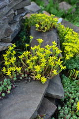 Little yellow flowers, succulents, growing among the rocks. Selective focus.