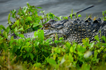 Alligator in the Everglades