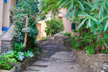 Old path between green plants