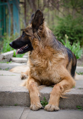 Portrait of a Curious German Shepherd dog. Purebred dog laying on a yard.