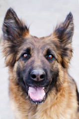 Portrait of German Shepherd dog. Photo of Dog's head.