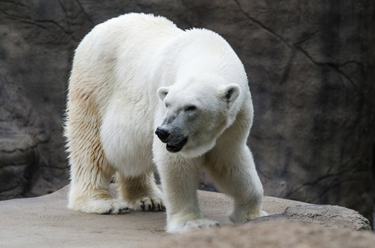 Polar bear looking for snow