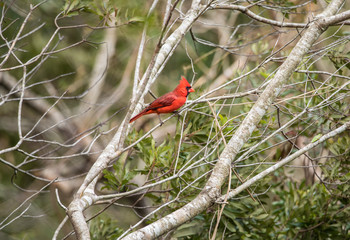 red cardinal is perched high in a tree