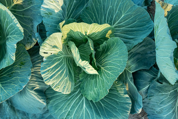 Obraz premium Top View of Cabbage Plant in Field
