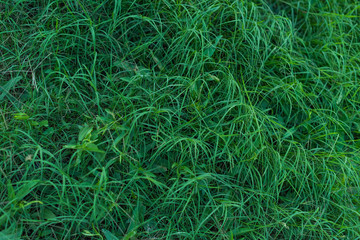 Fototapeta na wymiar Appreciation of simple things with a photo of green grass on a meadow