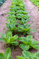 A straight row of fresh green lettuce set at the middle of a natural field background