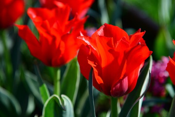 Rote Tulpen im Blumenbeet einer wunderschönen Parkanlage