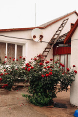 Naklejka premium house with flowers