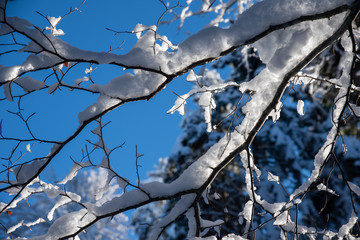 Leutasch, Verschneiter Ast