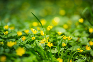 Ficaria verna, Ranunculus ficaria L., lesser celandine, pilewort, fig buttercup little yellow meadow flowers. Background with yellow flowers.