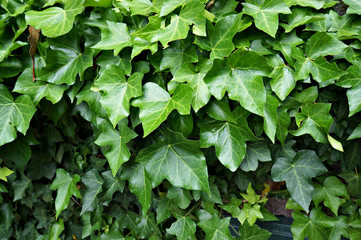 Green foliage of Ivy (Hedera).