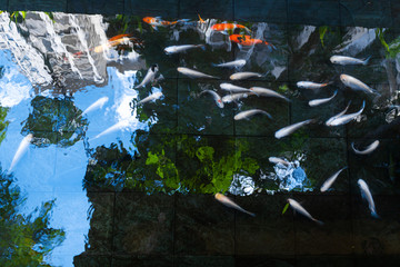 Live fish pond in a condo yard in Malaysia