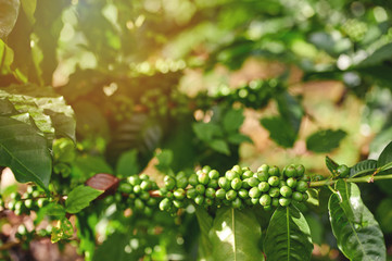 Close up view of green coffee beans