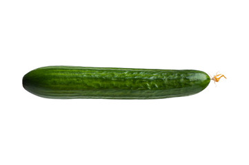  fresh green cucumber. isolated on white background