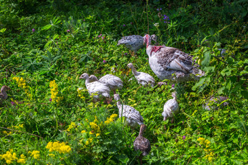 Turkey and chicks turkey graze on the village on pasture in green grass.