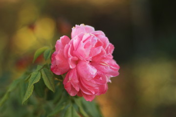 Fototapeta premium blooming pink peony, gardening concept