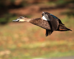 pacific black duck in flight