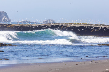Thousands of birds flying at high speed in front of the sea at the Chilean coastline. An amazing flock of birds flying over the water and the beach making an idyllic scene
