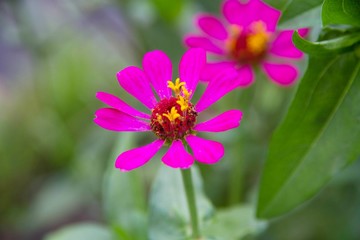 Obraz premium Pink zinnia flower in garden 