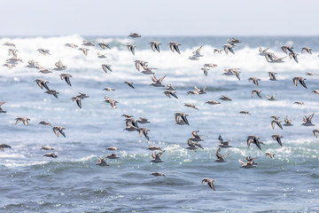 Thousands of birds flying at high speed in front of the sea at the Chilean coastline. An amazing flock of birds making a wild life pattern cut out over the water and the beach making an idyllic scene
