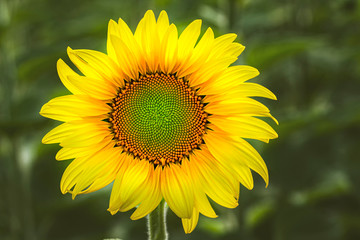 Bright sunflower flower on the field, selective focus.