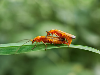 red bug on leaf
