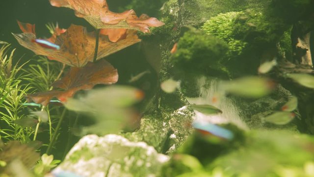 Colorful aquarium fish swimming in a freshwater fish tank. Neon tetra fish, Paracheirodon innesi. Pisces swim in the aquarium. A pond with a closeup of marine fish with blue backlight.