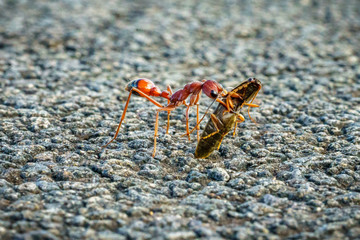 red bulldog ant, australia