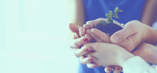 Group of business hands holding a fresh young sprout. Symbol of growing and green business