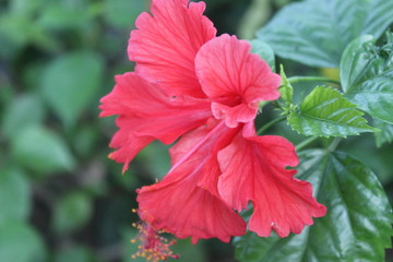 China Rose from city garden of Indonesia