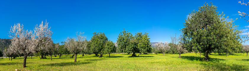 almond trees