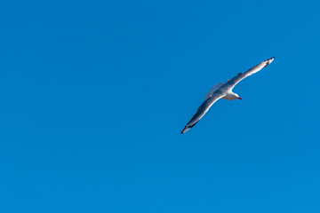Single seagull flying on a blue sky background