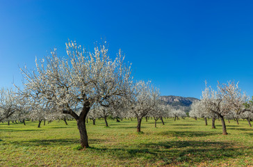 Fototapeta na wymiar almond trees