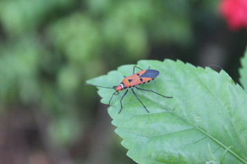 Red bugs in the green leaf Indonesia