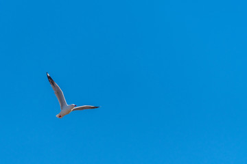 Fototapeta na wymiar Single seagull flying on a blue sky background