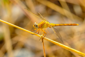 Macro shots, Beautiful nature scene dragonfly. 