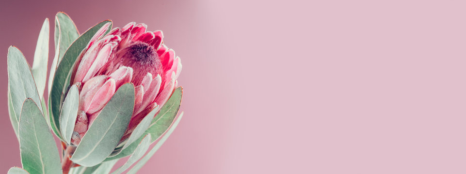 Protea flower bunch. Blooming Pink King Protea Plant over pink background. Extreme closeup. Holiday gift, bouquet, bud. One Beautiful fashion flower macro shot. Valentine's Day or birthday gift