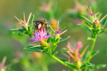 Beautiful  Bee macro in green nature 