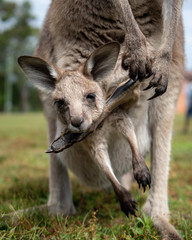 Fototapeta premium Baby kangaroo , Australia