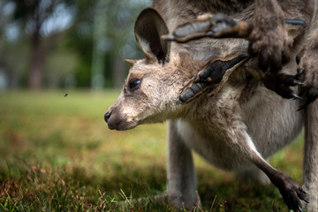 Baby kangaroo , Australia