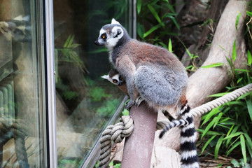 Lemur with cub