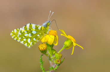 Closeup beautiful butterfly in a summer garden